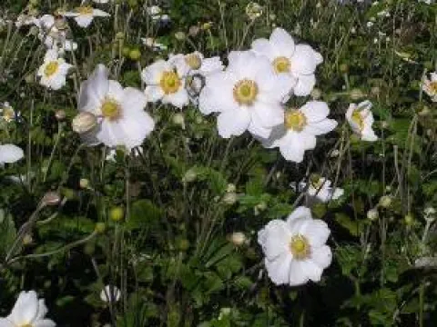 Anemone hybrida 'Honorine Jobert'