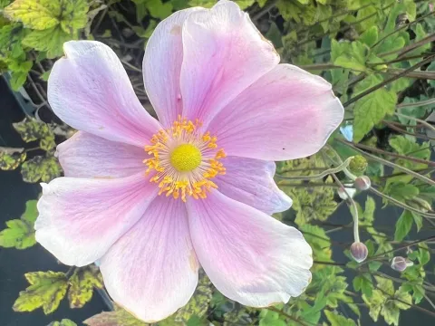 Anemone hybrida 'Loreley'