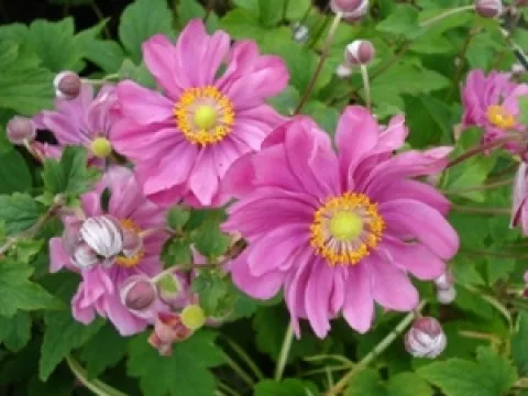 Anemone hybrida 'Margarethe'