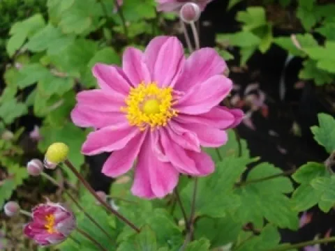 Anemone hybrida 'Pamina'