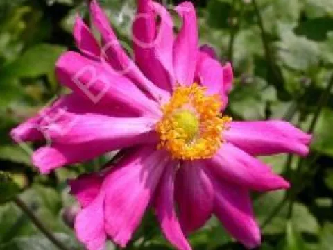 Anemone hupehensis 'Prinz Heinrich'