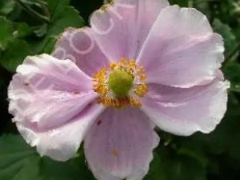 Anemone hybrida 'Richard Ahrens'