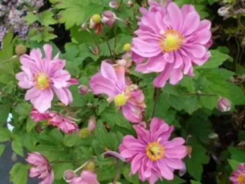 Anemone hybrida 'Rotkäppchen'