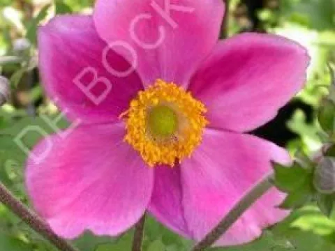 Anemone hybrida 'Rosenschale'