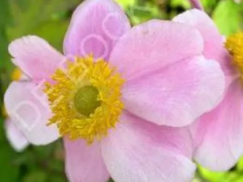 Anemone hupehensis 'September Charm'