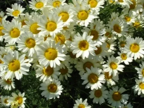 Anthemis hybrida 'Sauce Hollandaise'