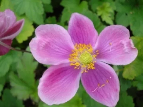Anemone hupehensis 'Splendens'