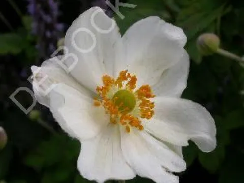 Anemone hybrida 'Whirlwind'