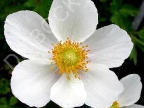 Anemone sylvestris