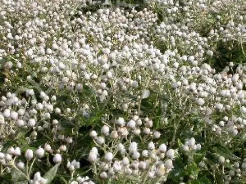 Anaphalis triplinervis