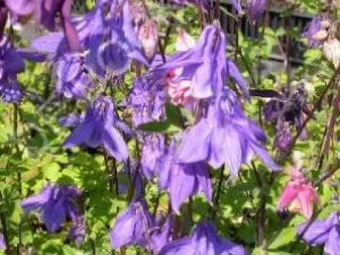 Aquilegia alpina