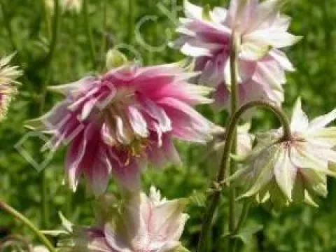 Aquilegia vulgaris 'Black Barlow'