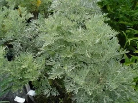 Artemisia 'Powis Castle'