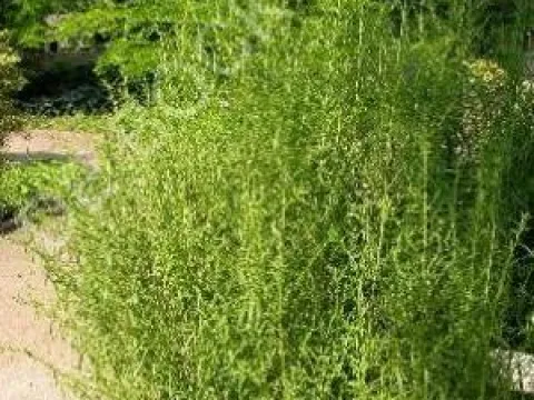 Artemisia dracunculus