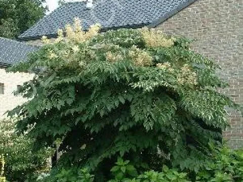 Aralia elata