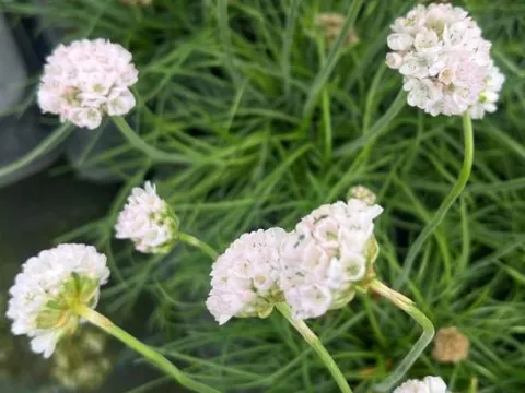Armeria maritima 'Armada White'