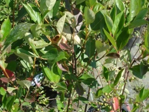 Aronia prunifolia 'Hugin'