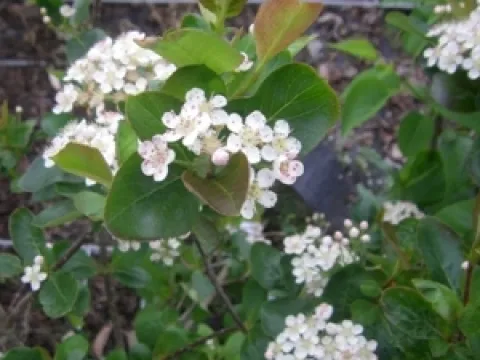 Aronia prunifolia 'Viking'