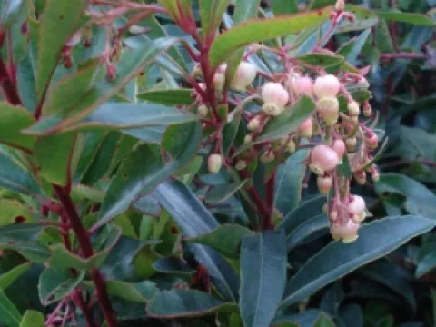 Arbutus unedo 'Rubra'