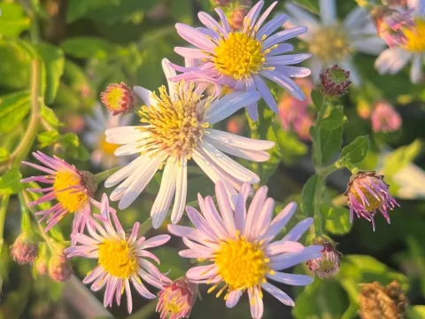 Aster ageratoides 'Asran'