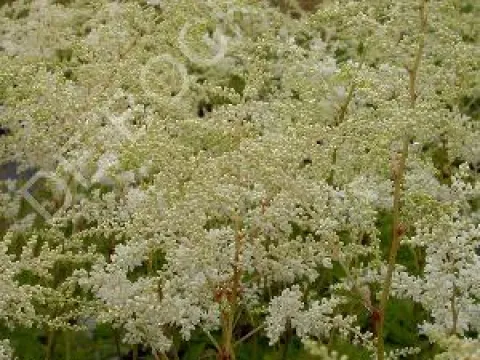 Aster amellus 'Brilliant'