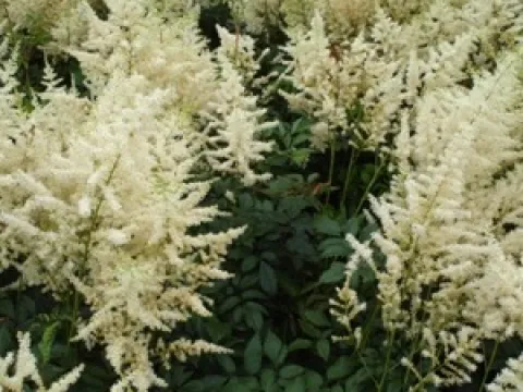 Astilbe arendsii 'Diamant'