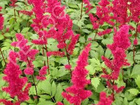 Astilbe arendsii 'Fanal'
