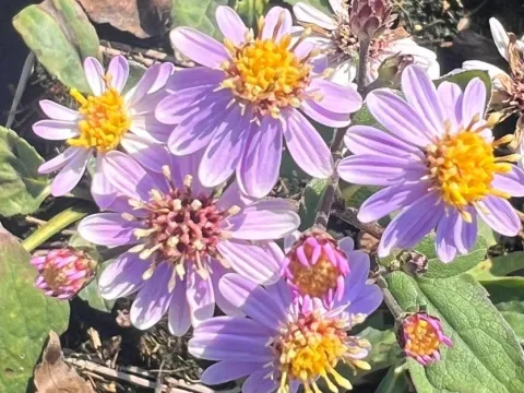 Aster ageratoides 'Harry Smith'