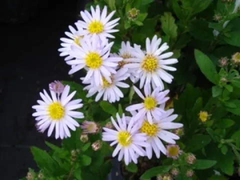 Aster ageratoides 'Stardust'