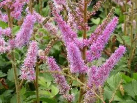 Astilbe chinensis 'Pumila'