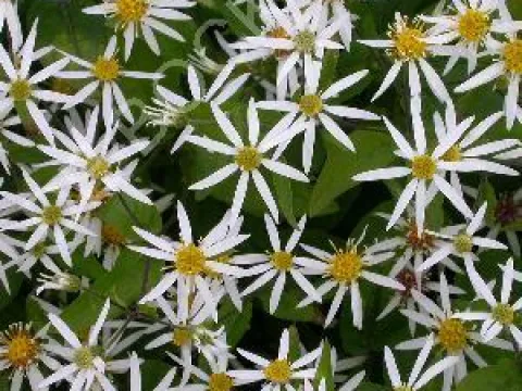 Aster divaricatus