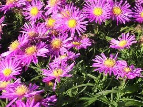 Aster dumosus 'Alice Haslam'