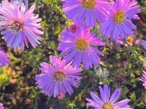 Aster dumosus 'Herbstgruss von Bresserhof'