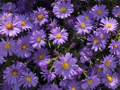 Aster dumosus 'Lady in Blue'