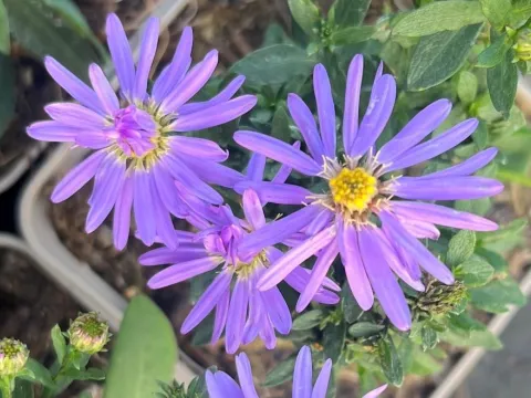Aster dumosus 'Professor Anton Kippenberg'