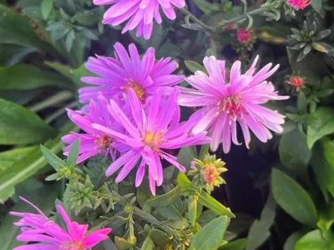 Aster dumosus 'Rosenwichtel'