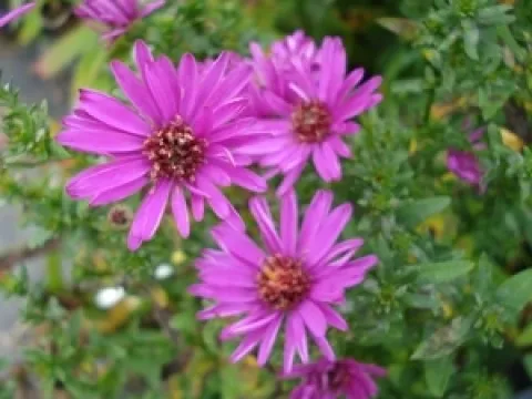 Aster dumosus 'Starlight'