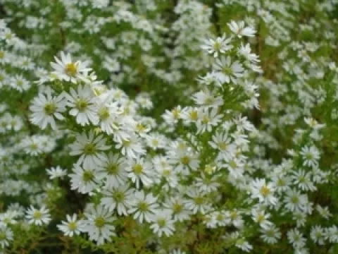 Aster ericoides 'Schneetanne'