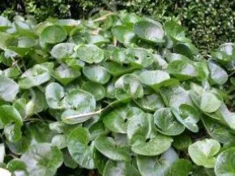 Asarum europaeum
