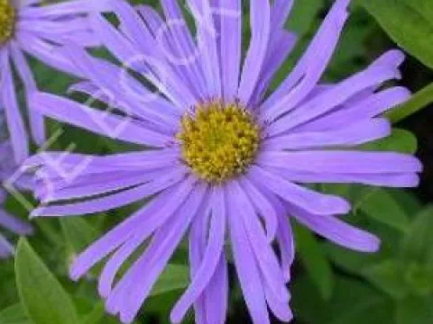 Aster frikartii 'Mönch'