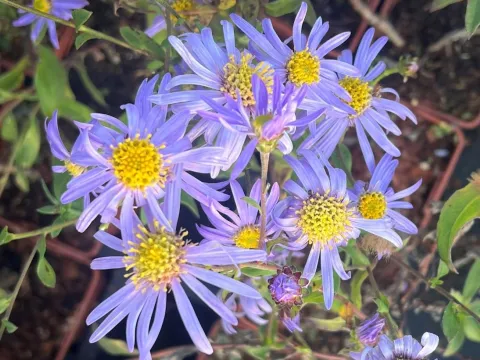 Aster frikartii 'Wunder von Stäfa'
