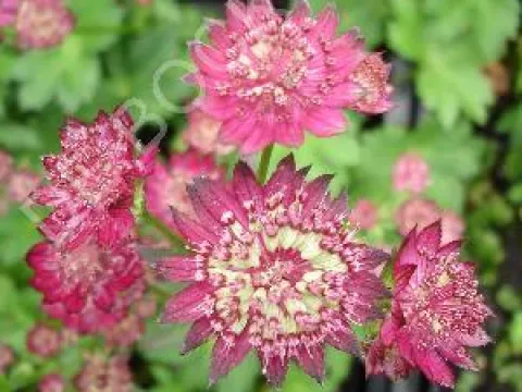 Astrantia hybride 'Moulin Rouge'
