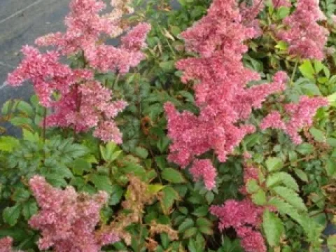 Astilbe japonica 'Bonn'