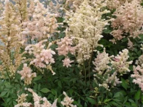 Astilbe japonica 'Peach Blossom'