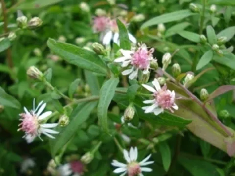 Aster lateriflorus 'Horizontalis'