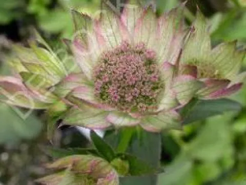 Astrantia major 'Buckland'