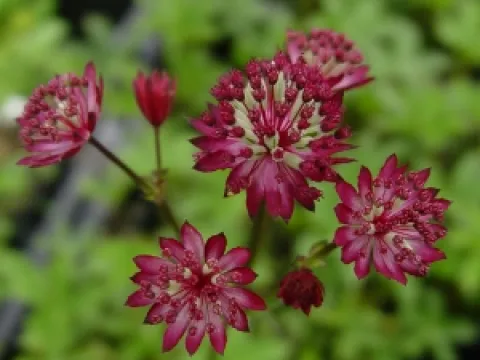 Astrantia major 'Claret'