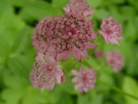 Astrantia major 'Pink Pride'