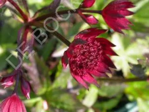 Astrantia major 'Rubra'