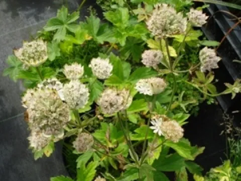 Astrantia major 'Shaggy'